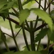 Pheno B Pickle Lemon Haze F1 Zamnesia