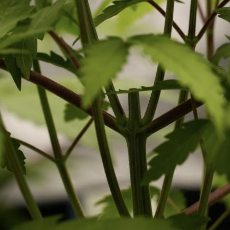 Pheno B Pickle Lemon Haze F1 Zamnesia