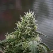 Pickle Lemon Haze F1 Zamnesia Pheno A