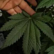 God father OG By Zamnesia Pheno A