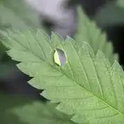 Pheno B Chem Brulee By Zamnesia