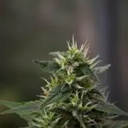 Pheno B Chem Brulee By Zamnesia