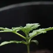 Candy Rain Auto By Zamnesia