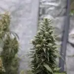 Lets do Gelonade by Zamnesia Seeds