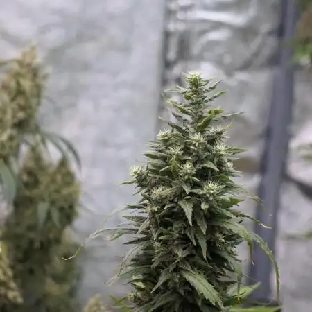 Lets do Gelonade by Zamnesia Seeds
