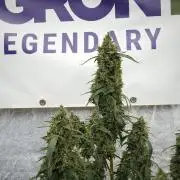 Black Diamond Auto By Zamnesia Pheno A