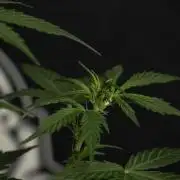 Amnesia Haze Auto by Zamnesia Pheno B