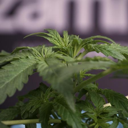 Lemon Cherry Gelato YumYum