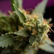 Pheno B God father OG By Zamnesia