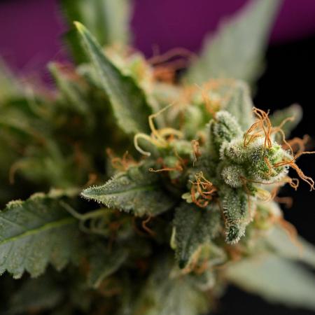 Pheno B God father OG By Zamnesia
