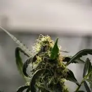 Amnesia Haze Auto by Zamnesia Pheno A