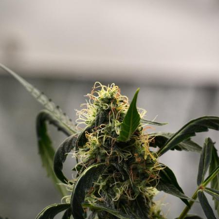 Amnesia Haze Auto by Zamnesia Pheno A