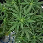 Frosted Guava Auto By Zamnesia Pheno A