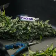 Frosted Guava Auto By Zamnesia Pheno A
