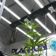 Candy Rain Auto By Zamnesia