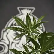 Pheno B Cash Express By Zamnesia