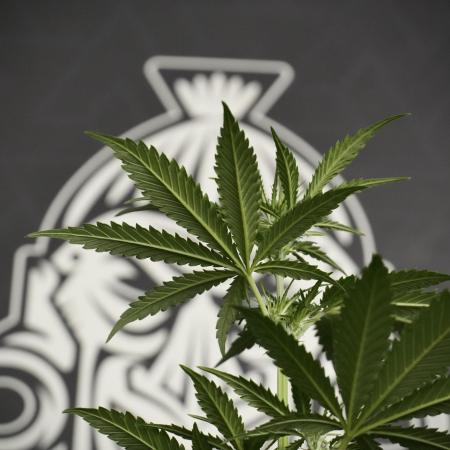 Pheno B Cash Express By Zamnesia