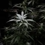 The Classic Super Silver Haze @Zamnesia