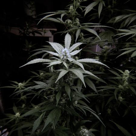 The Classic Super Silver Haze @Zamnesia