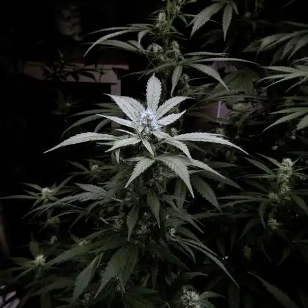 The Classic Super Silver Haze @Zamnesia