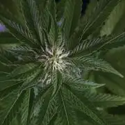 SOUR DIESEL-The Ascension of a Legend