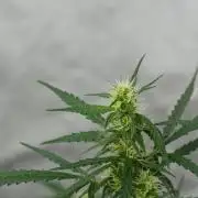 Pheno B Black Diamont Auto By Zamnesia