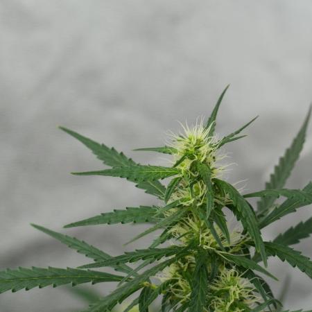 Pheno B Black Diamont Auto By Zamnesia