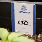 LSD Zamnesia Trippping