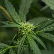 Black Diamont Auto By Zamnesia Pheno A