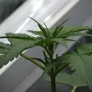 Pheno B Black Diamont Auto By Zamnesia