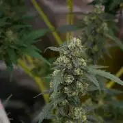 Pheno B Purple CousKush Auto By Zamnesia