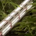 The Classic Super Silver Haze @Zamnesia