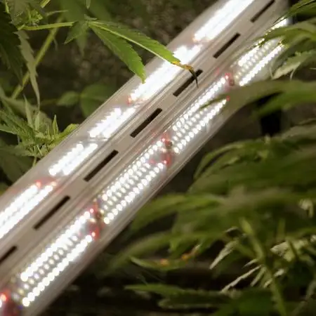The Classic Super Silver Haze @Zamnesia