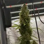 Dognabis 035 Permanent Marker (Zamnesia)