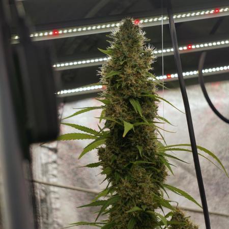 Dognabis 035 Permanent Marker (Zamnesia)