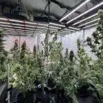 The one Mango Kush – Zamnesia Seeds