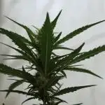 The one Mango Kush – Zamnesia Seeds
