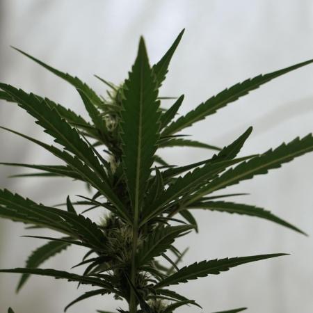 The one Mango Kush – Zamnesia Seeds