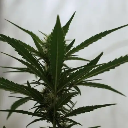 The one Mango Kush – Zamnesia Seeds