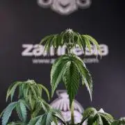 SOUR DIESEL-The Ascension of a Legend