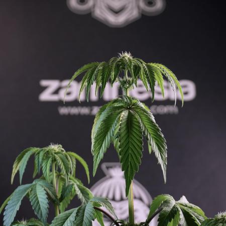 SOUR DIESEL-The Ascension of a Legend