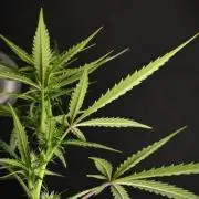 Purple CousKush Auto By Zamnesia Pheno A