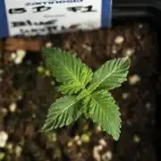 Pheo B Blue Waffle Haze F1 Zamnesia