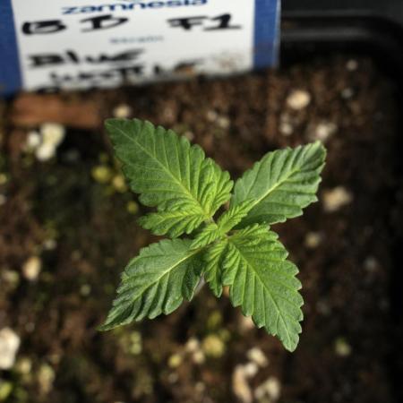 Pheo B Blue Waffle Haze F1 Zamnesia