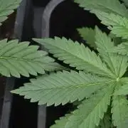 Pheno B Purple CousKush Auto By Zamnesia