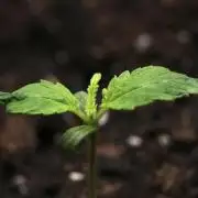 Pheno B Cash Express By Zamnesia