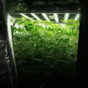 Pickle Lemon Haze F1 Zamnesia Pheno A
