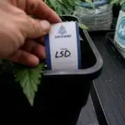 LSD Zamnesia Trippping