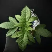 Pheno B Pickle Lemon Haze F1 Zamnesia