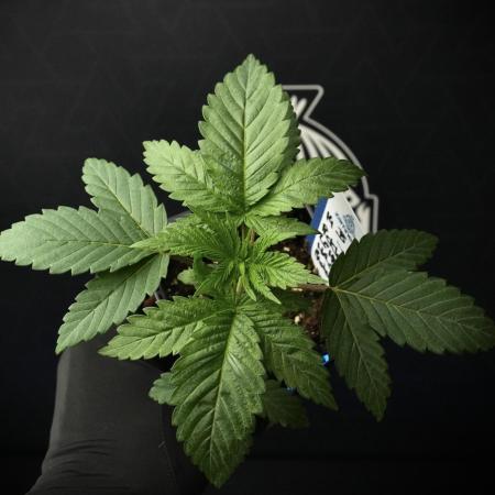 Pheno B Pickle Lemon Haze F1 Zamnesia